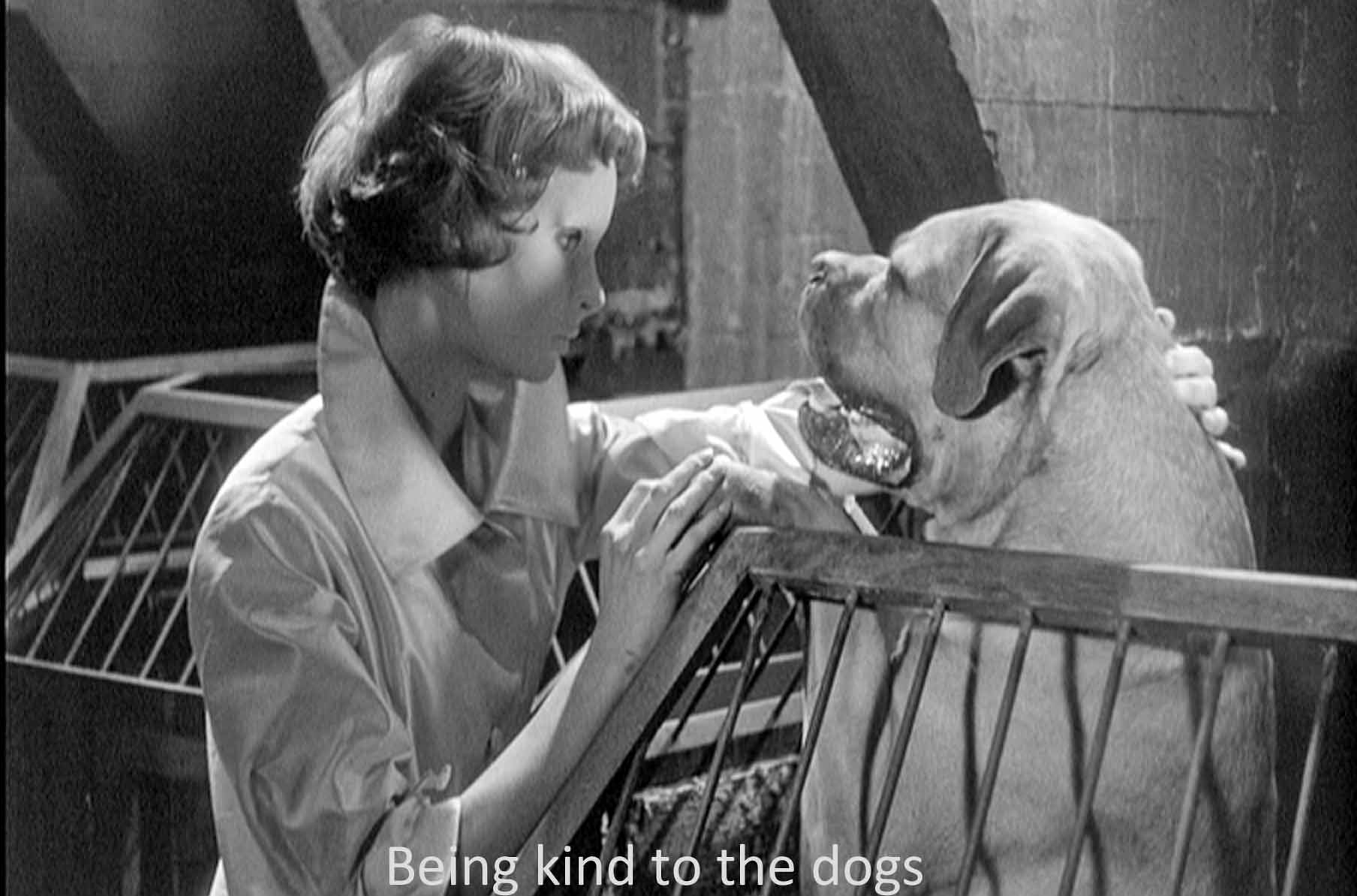 Being kind to the dogs